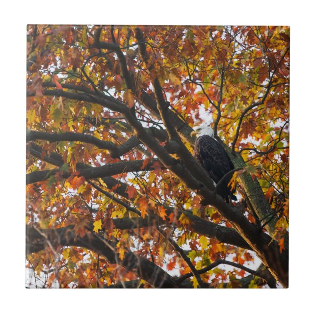 An Eagle in Autumn Ceramic Tile (Front)