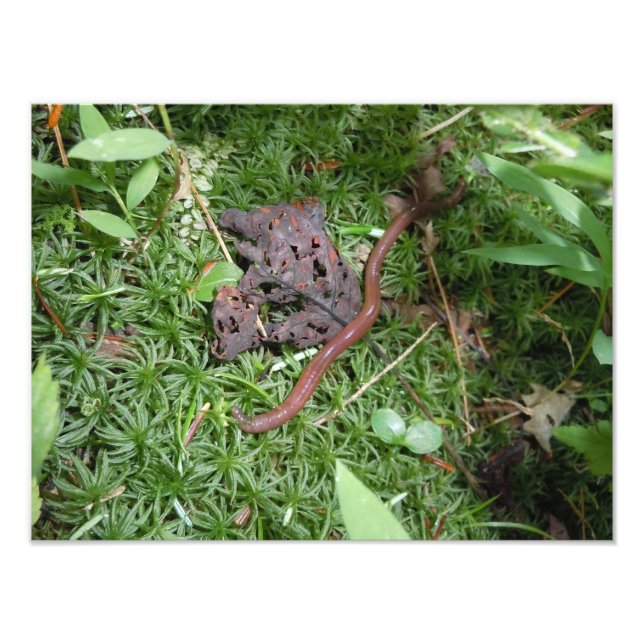 An Earthworm Photo Print (Front)
