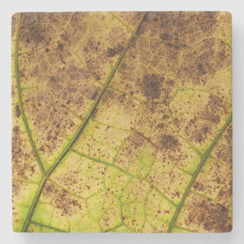 An Earthy Yellow and Brown Leaf Macro Image Stone Coaster