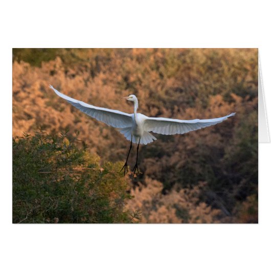 An Egret flies Cards (Front Horizontal)
