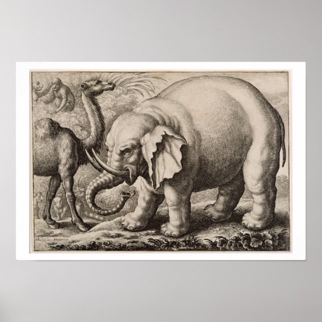 An Elephant and a Camel, engraved by Wenceslaus Ho Poster (Front)