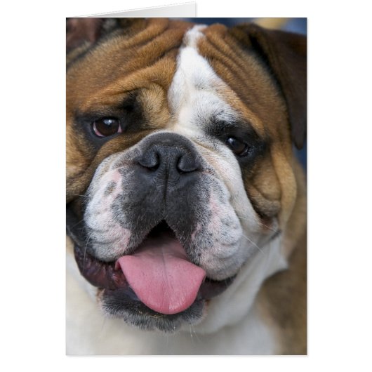 An english bulldog in Belgium. (Front)
