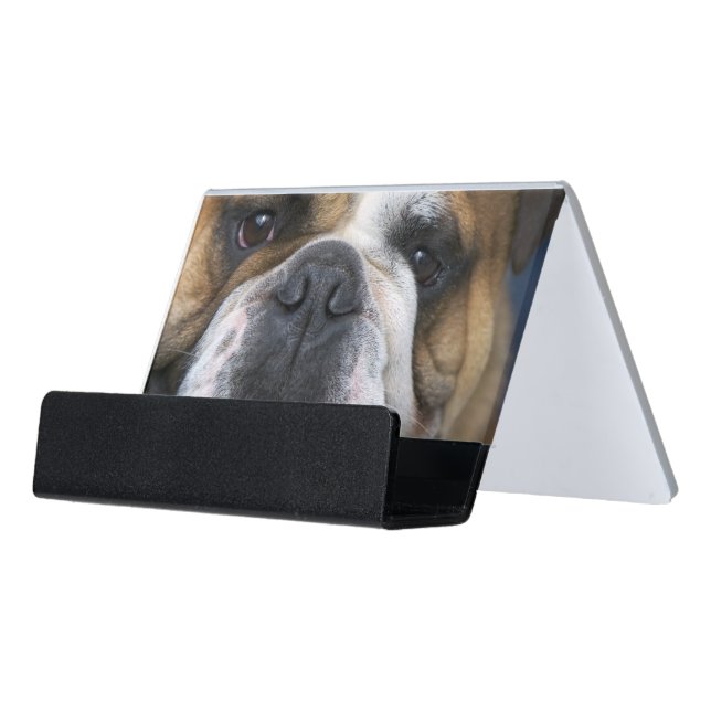 An english bulldog in Belgium Desk Business Card Holder (Angled Front)