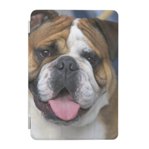 An english bulldog in Belgium. iPad Mini Cover