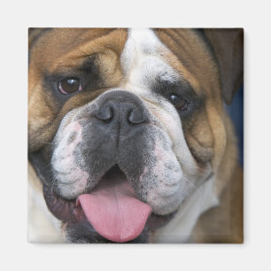 An english bulldog in Belgium. Magnet