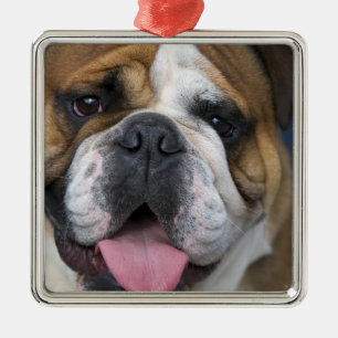 An english bulldog in Belgium. Metal Ornament