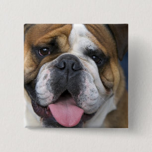 An english bulldog in Belgium. Pinback Button
