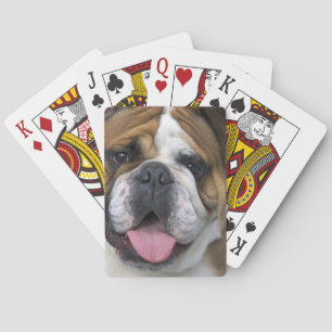 An english bulldog in Belgium. Poker Cards