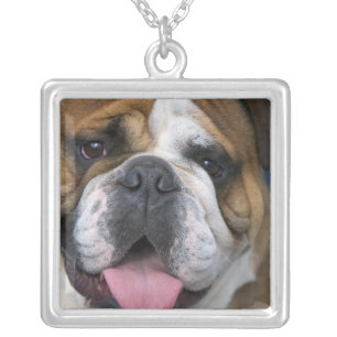 An english bulldog in Belgium. Silver Plated Necklace
