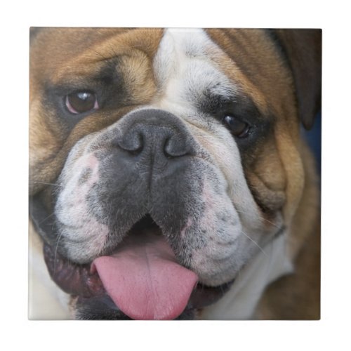 An english bulldog in Belgium Tile