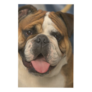 An english bulldog in Belgium. Wood Wall Decor