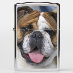 An english bulldog in Belgium. Zippo Lighter