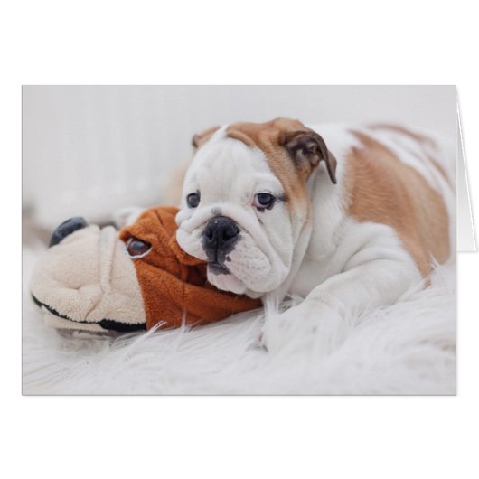 An English Bulldog Puppy Playing With A Bulldog (Front Horizontal)