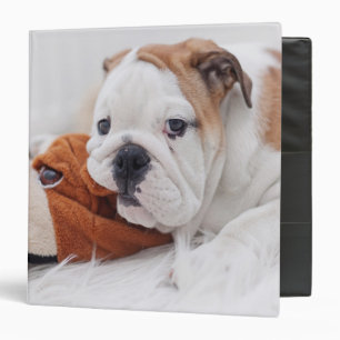 An English Bulldog Puppy Playing With A Bulldog Binder