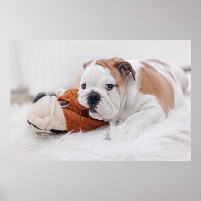 An English Bulldog Puppy Playing With A Bulldog Poster (Front)
