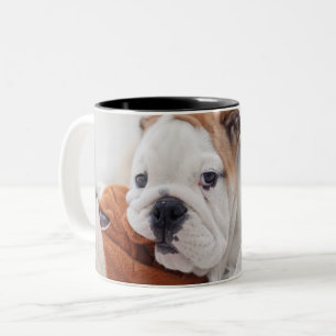 An English Bulldog Puppy Playing With A Bulldog Two-Tone Coffee Mug
