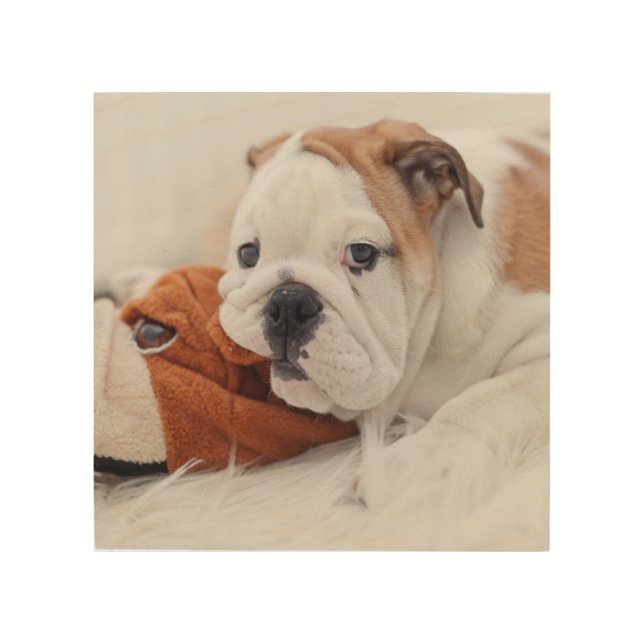 An English Bulldog Puppy Playing With A Bulldog Wood Wall Art (Front)