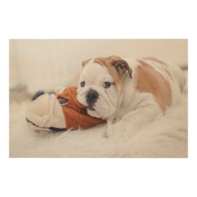 An English Bulldog Puppy Playing With A Bulldog Wood Wall Art (Front)