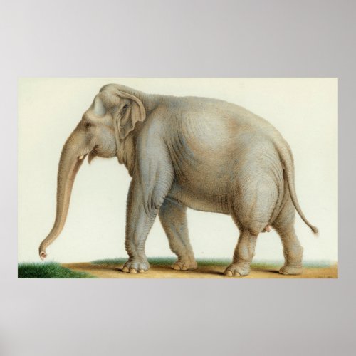 An Indian Elephant by Nicolas Huet The Younger Poster