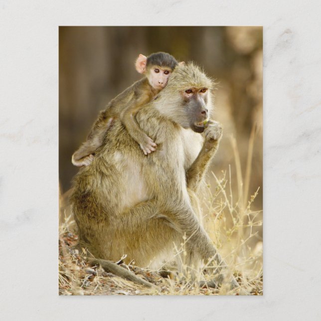 An infant Yellow Baboon(Papio Postcard (Front)