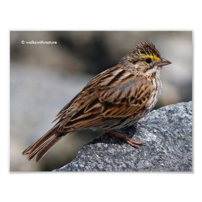 An Inquisitive Savannah Sparrow Photo Print (Front)