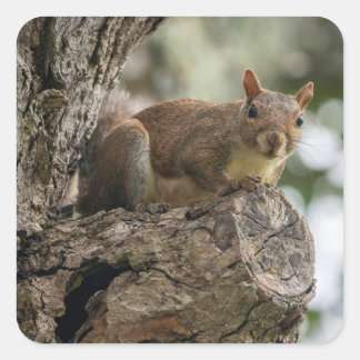 An inquisitive squirrel perched on a tree branch. square sticker