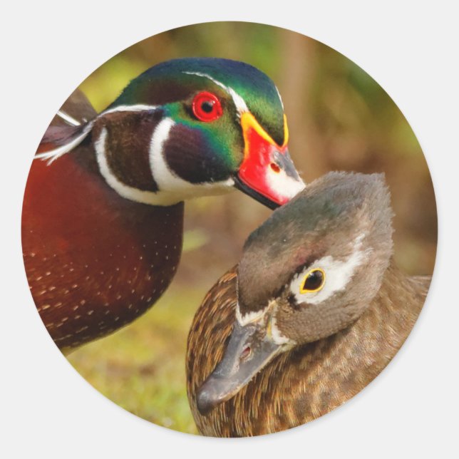 An Inseparable Pair of Wood Ducks Classic Round Sticker (Front)