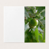 an oak fruit (Outside Unfolded)