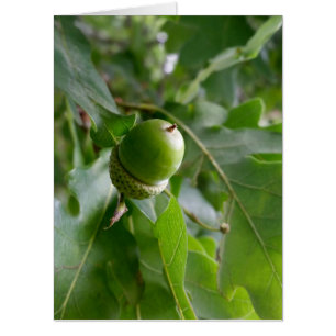 an oak fruit card
