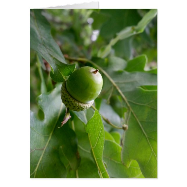 an oak fruit card (Front)