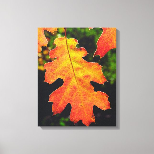 An Oak Leaf in Six Rivers National Forrest Canvas Print (Front)
