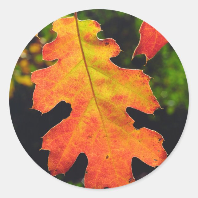 An Oak Leaf in Six Rivers National Forrest Classic Round Sticker (Front)