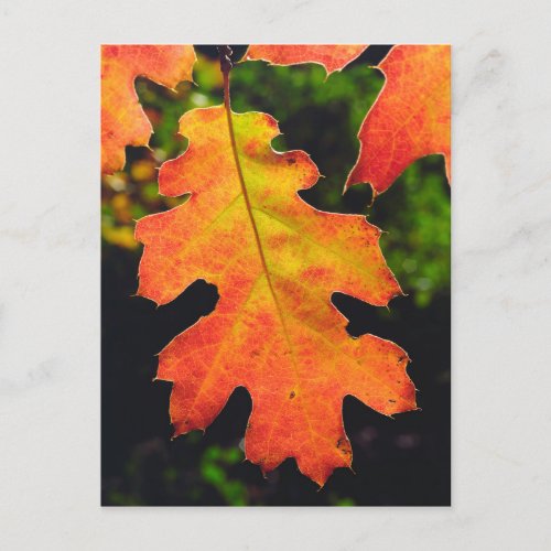 An Oak Leaf in Six Rivers National Forrest Postcard
