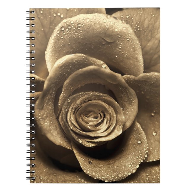 An old-fashioned rose close up, wet with water dro notebook (Front)