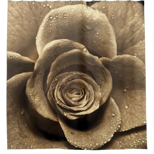 Old-fashioned rose close up, wet with water dro shower curtain