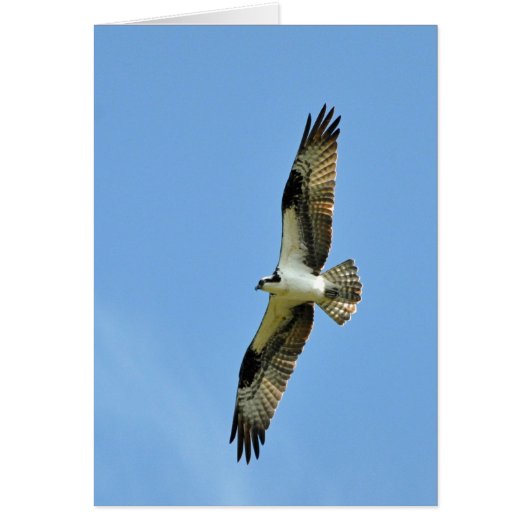 An Osprey Soars! Cards (Front)