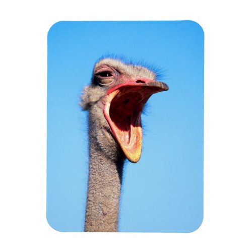 An Ostrich showing aggression Magnet