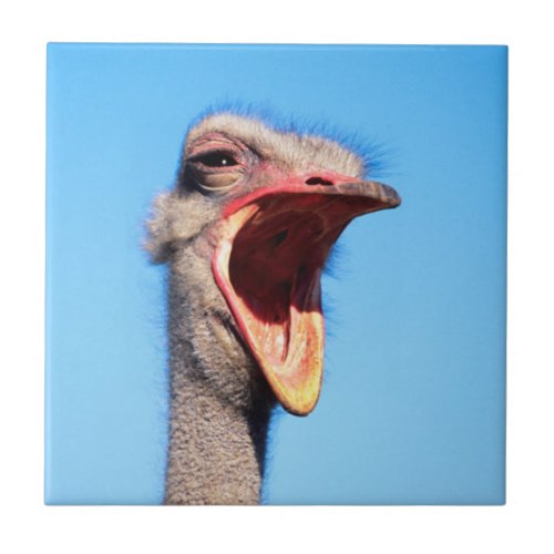 An Ostrich showing aggression Tile