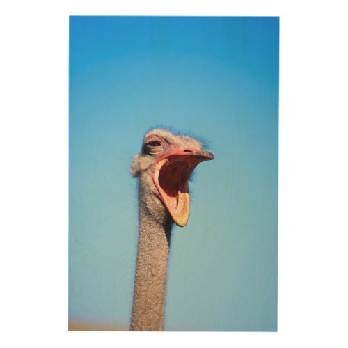 An Ostrich showing aggression Wood Wall Art