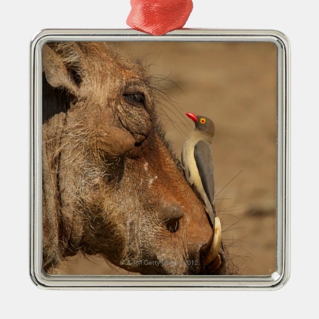 An Oxpecker on a warthogs snout, Isimangaliso, Metal Ornament (Front)