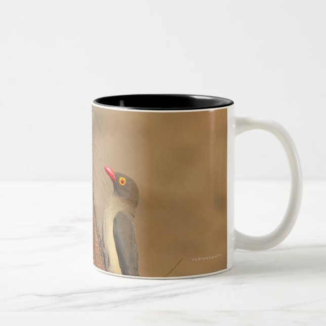 An Oxpecker on a warthogs snout, Isimangaliso, Two-Tone Coffee Mug (Right)