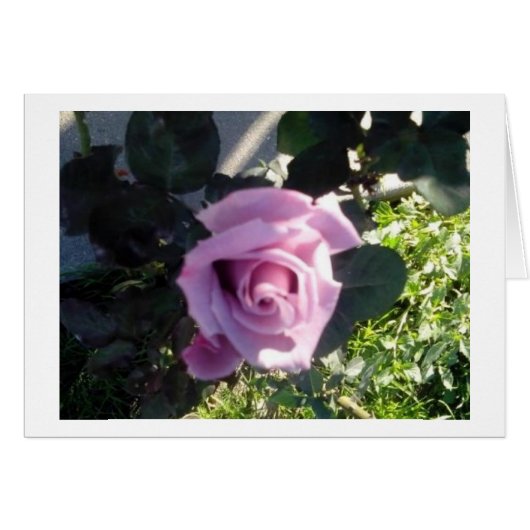 Ana Rose Cards (Front Horizontal)