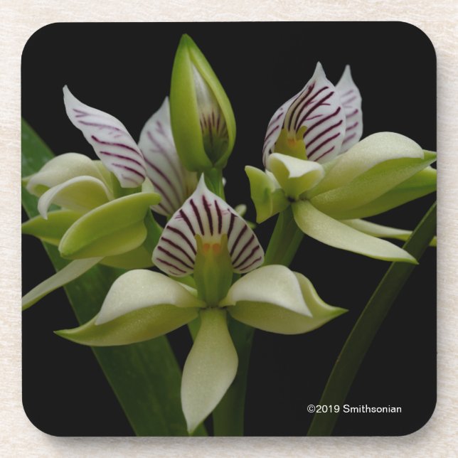 Anacheilium Chacoense Beverage Coaster (Front)