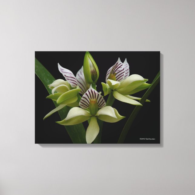 Anacheilium Chacoense Canvas Print (Front)