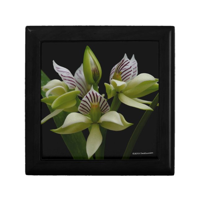 Anacheilium Chacoense Gift Box (Front)