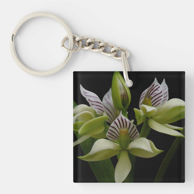 Anacheilium Chacoense Keychain (Front)