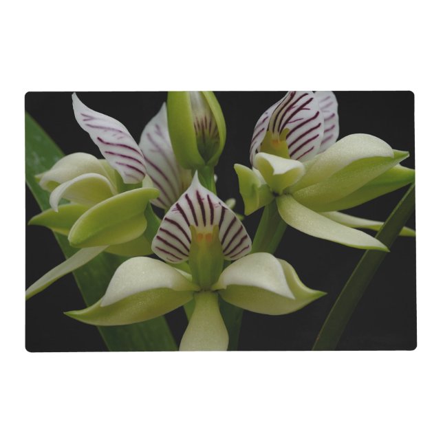 Anacheilium Chacoense Placemat (Front)