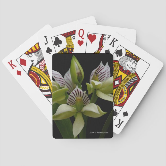 Anacheilium Chacoense Poker Cards (Back)