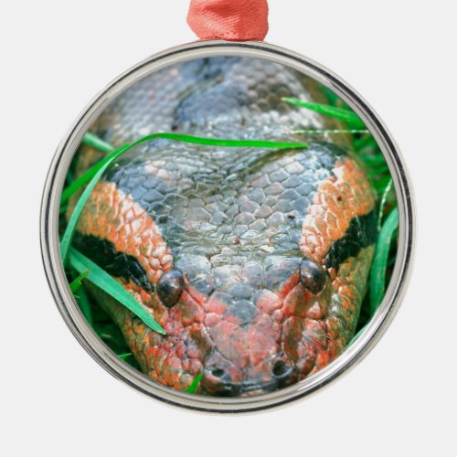 Anaconda snake Amazon Peru Metal Ornament