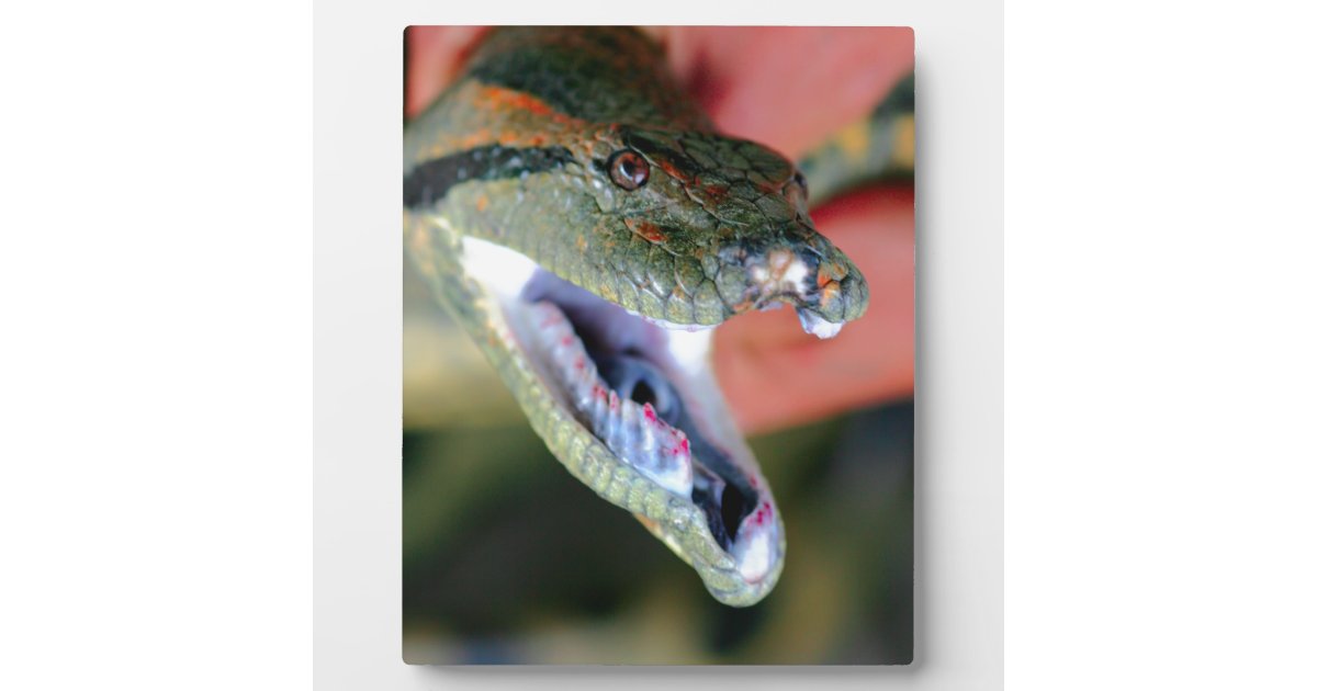 snake anaconda teeth